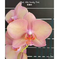 Phal. Miki Smoky Pink