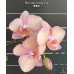 Фаленопсис Мики Смоки Пинк (Miki Smoky Pink) Фаленопсис Мики Смоки Пинк (Miki Smoky Pink)