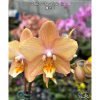 Phal. I-Hsin Maple Valley