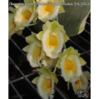 Clo. Wyches Bumble Bee Jumbo Orchids