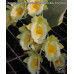 Катасетум (Wyches Bumble Bee Jumbo Orchids)
