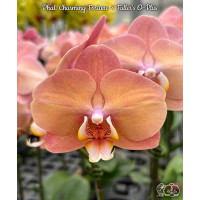 Phal. Charming Fortune × Fullers O-Plus