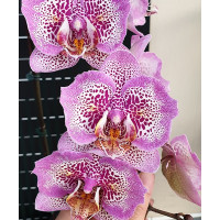Phal. Sogo Diamond HLW метелик