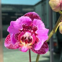 Phal. Miki Gorgeous бабочка