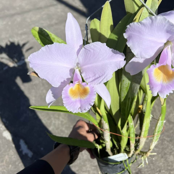 Каттлея (Trianaei var. Сoncolor)