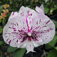 Phal. Miki Meteor 121 big lip Phal. Miki Meteor 121 big lip