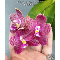 Phal. Lyndon Mix Zebra 830