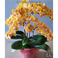 Phal. TLH Gold Princess 515