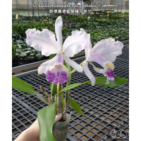 C. lueddemanniana var. coerulea