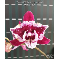 Phal. SKB Black Lace метелик