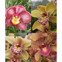 Cym. Hybrid