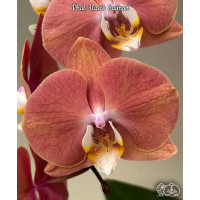 Phal. Harck Salmon