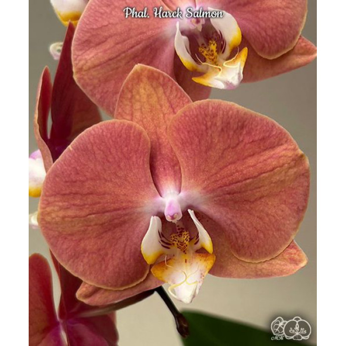 Фаленопсис (Harck Salmon)