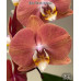 Фаленопсис (Harck Salmon)