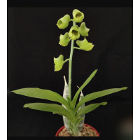 Catasetum x Wendlingeri Jumbo