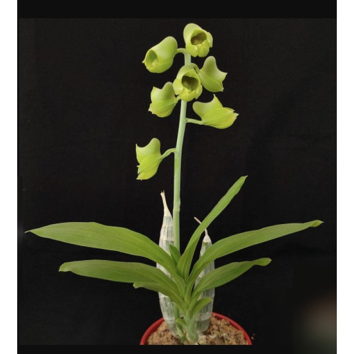 Катасетум (Catasetum x Wendlingeri Jumbo)