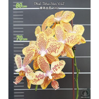 Phal. Tetra Star 642