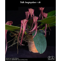 Bulb. Longisepalum × sib