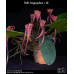 Bulb. Longisepalum × sib