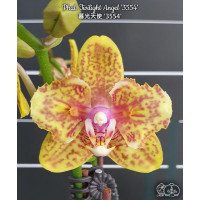 Phal. Twilight Angel 3554 метелик