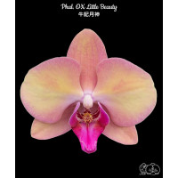 Phal. OX Little Beauty