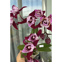 Phal. SKB Black Lace пелорик