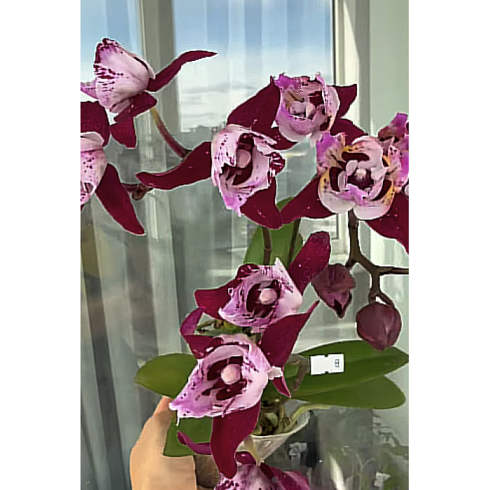 Фаленопсис СКБ Блэк Лейс пелорик (SKB Black Lace peloric)