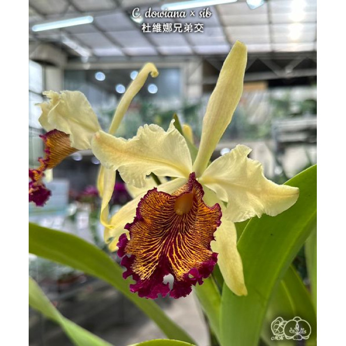 Каттлея (Dowiana × sib) Каттлея (Dowiana × sib)
