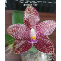 Phal. Mok Choi Yew 693