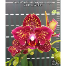 Phal. I-Hsin Claire 3120 бабочка