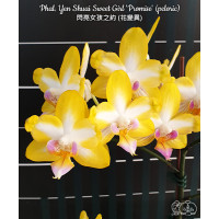 Phal. Yen Shuai Sweet Girl Promise метелик