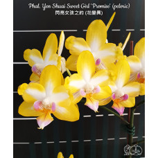 Phal. Yen Shuai Sweet Girl Promise метелик