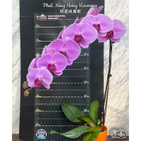 Phal. Ming Hsing Harmony
