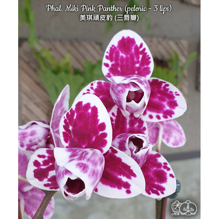 Фаленопсис (Miki Pink Panther peloric)