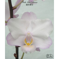 Dtps. Lius Sakura KF 1,7