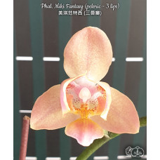 Phal. Miki Fantasy пелорік