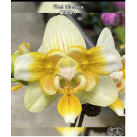 Phal. Ultraman метелик