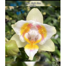 Phal. Light Man метелик