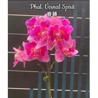 Phal. Vernal Spirit метелик Phal. Vernal Spirit метелик