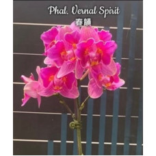Phal. Vernal Spirit метелик Phal. Vernal Spirit метелик
