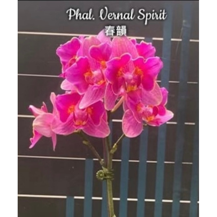 Фаленопсис (Vernal Spirit peloric) Фаленопсис (Vernal Spirit peloric)