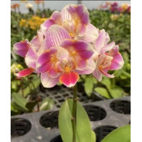 Phal. Snowy бабочка Phal. Snowy бабочка