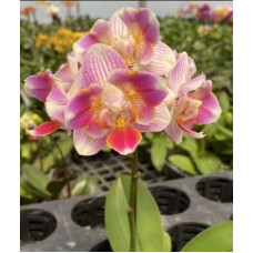 Phal. Snowy бабочка Phal. Snowy бабочка