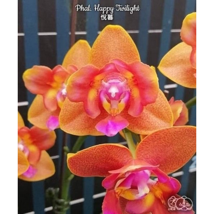 Фаленопсис (Happy Twilight peloric)