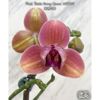 Phal. Taida Fancy Queen A12524 пелорик