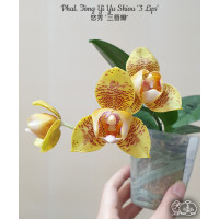 Phal. Tong Yi Yu Shiou 3 Lips