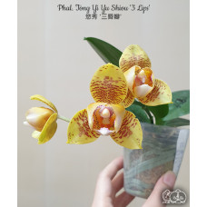 Phal. Tong Yi Yu Shiou 3 Lips