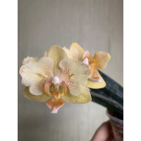 Phal. Little Emperor 560 метелик