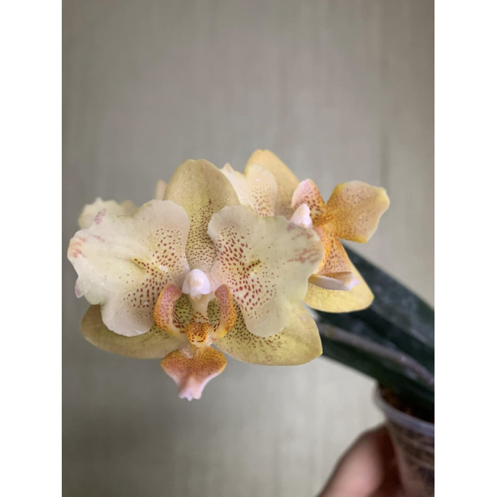 Фаленопсис Літл Емперор 560 (Little Emperor 560 метелик)