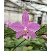 Phal. Speciosa × Schilleriana Phal. Speciosa × Schilleriana